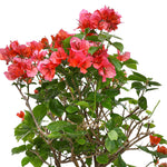 BOUGAINVILLEA ROMA IN BLUE CERAMIC POT