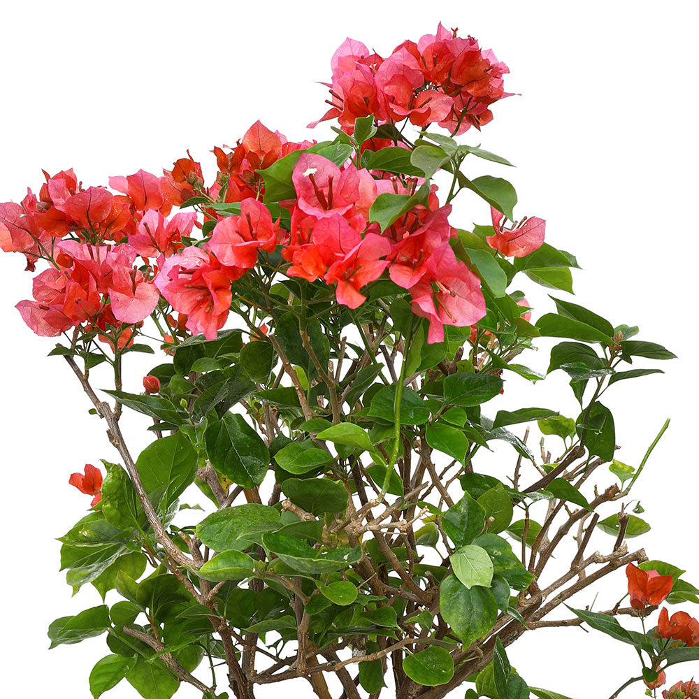 BOUGAINVILLEA ROMA IN BLUE CERAMIC POT