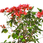 BOUGAINVILLEA ROMA IN GREEN CERAMIC POT