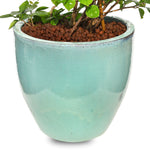 BOUGAINVILLEA ROMA IN GREEN CERAMIC POT