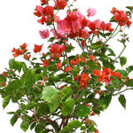 BOUGAINVILLEA ROMA IN GREY CERAMIC POT