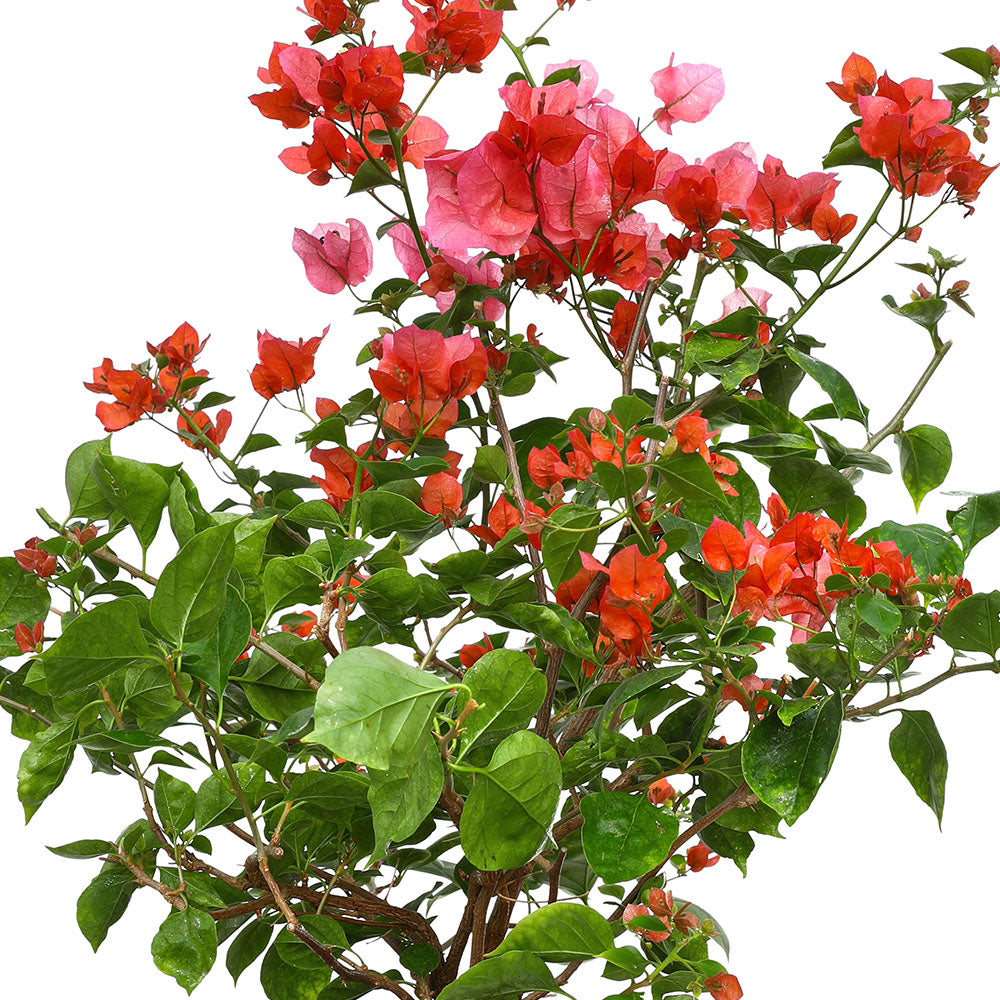 BOUGAINVILLEA ROMA IN GREY CERAMIC POT