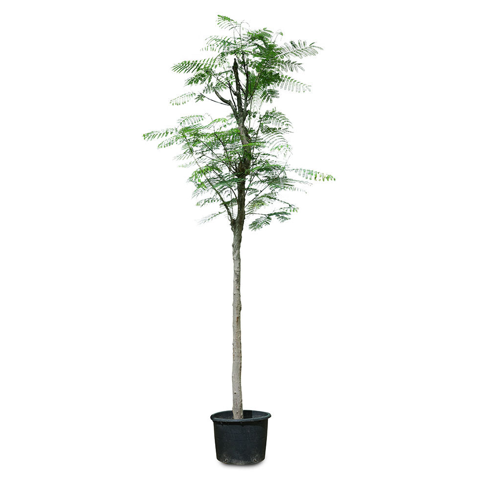 DELONIX REGIA ديلونكس ريجا