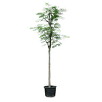 DELONIX REGIA ديلونكس ريجا