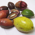 TERMINALIA CATAPPA (INDIAN ALMOND TREE)	- ترميناليا (شجرة اللوز الهندية)
