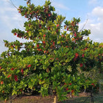 TERMINALIA CATAPPA (INDIAN ALMOND TREE)	- ترميناليا (شجرة اللوز الهندية)