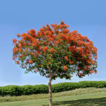 DELONIX REGIA ديلونكس ريجا