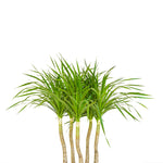 DRACAENA DRACO BRANCHED IN MAPUTO HONEY GRADIENT POT دراسينا دراكو المتفرعه في حوض مابوتو