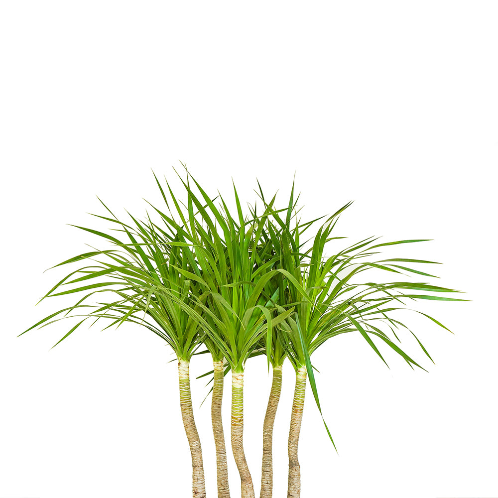 DRACAENA DRACO BRANCHED IN MAPUTO HONEY GRADIENT POT دراسينا دراكو المتفرعه في حوض مابوتو