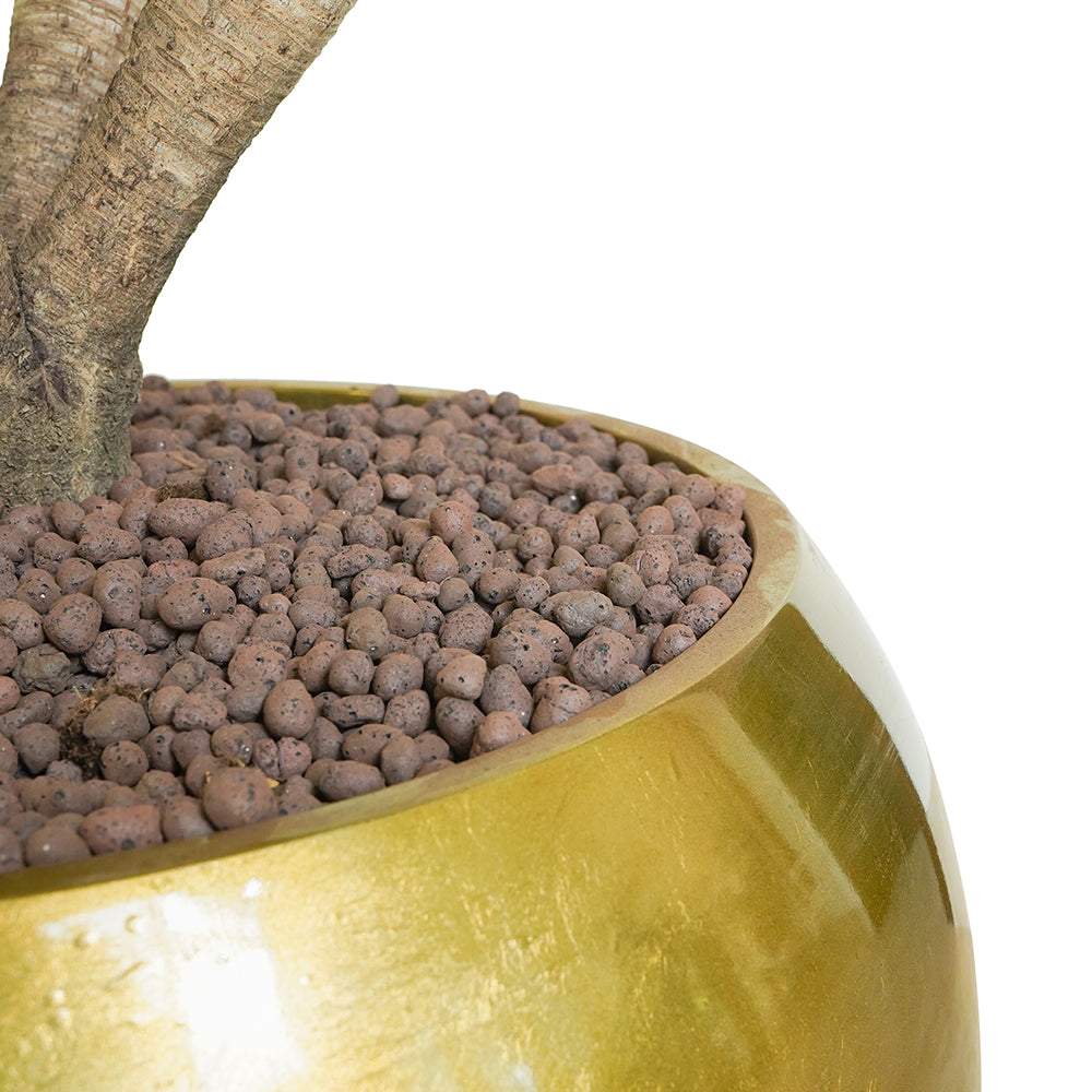 DRACAENA DRACO BRANCHED IN MAPUTO HONEY GRADIENT POT دراسينا دراكو المتفرعه في حوض مابوتو