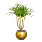 DRACAENA DRACO BRANCHED IN MAPUTO HONEY GRADIENT POT دراسينا دراكو المتفرعه في حوض مابوتو