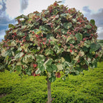 HIBISCUS TILIACEUS VARIEGATED الكركديه التاسوس المتنوع