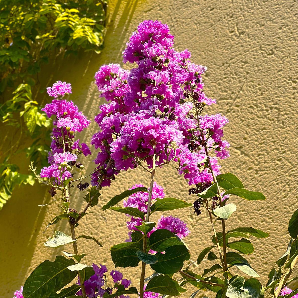 LAGERSTROEMIA INDICA (CREPE MYRTLE) لاجستروميا (تمر حنا)