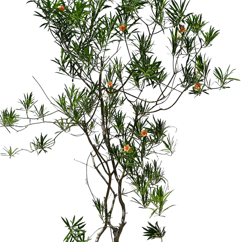 THEVETIA PERUVIANA	تيفيتيا