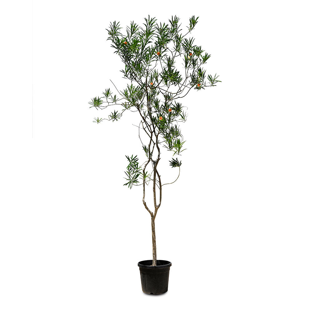 THEVETIA PERUVIANA	تيفيتيا