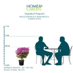BOUGAINVILLEA ROMA جهنمية (مجنونة)