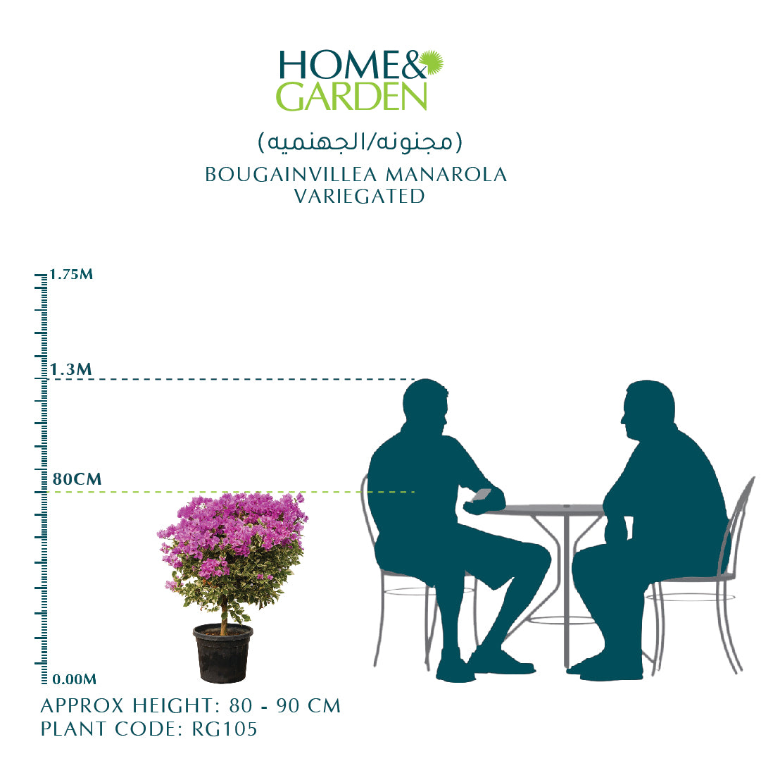 BOUGAINVILLEA ROMA جهنمية (مجنونة)