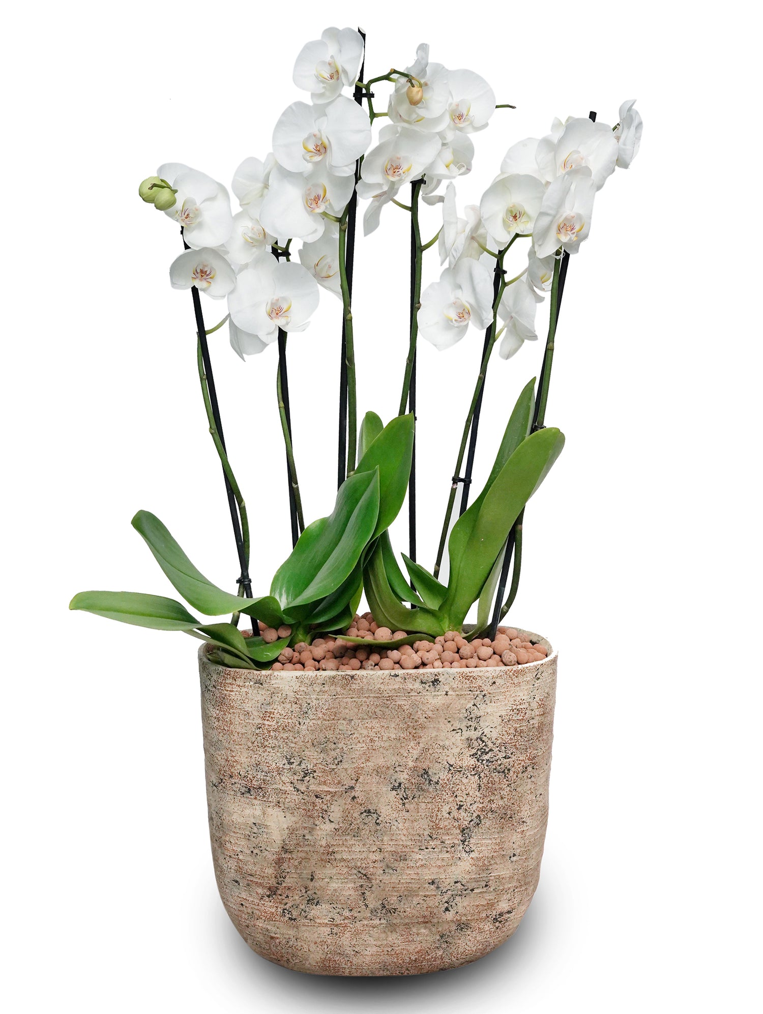 WHITE ORCHID IN DIAN CAMEL PLANTER - أوركيد أبيض في حوض ديان