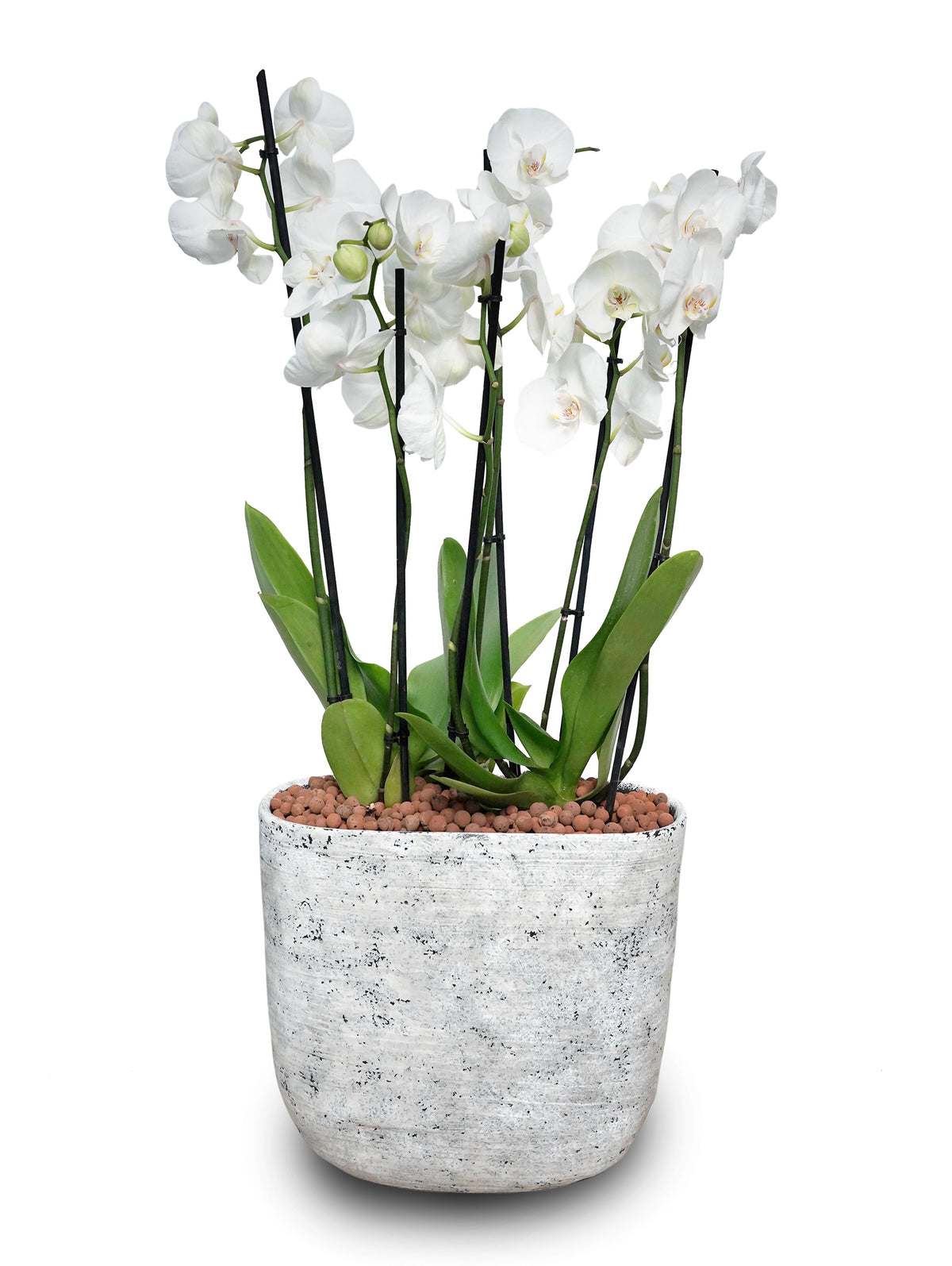 WHITE ORCHID IN DIAN WHITE POT - اوركيد ابيض في حوض ديان الأبيض