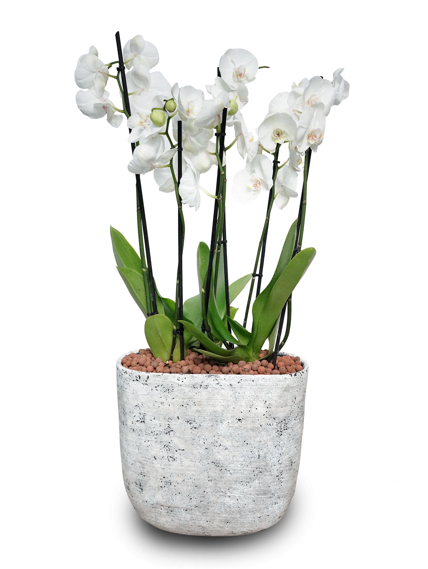 WHITE ORCHID IN DIAN WHITE POT - اوركيد ابيض في حوض ديان الأبيض