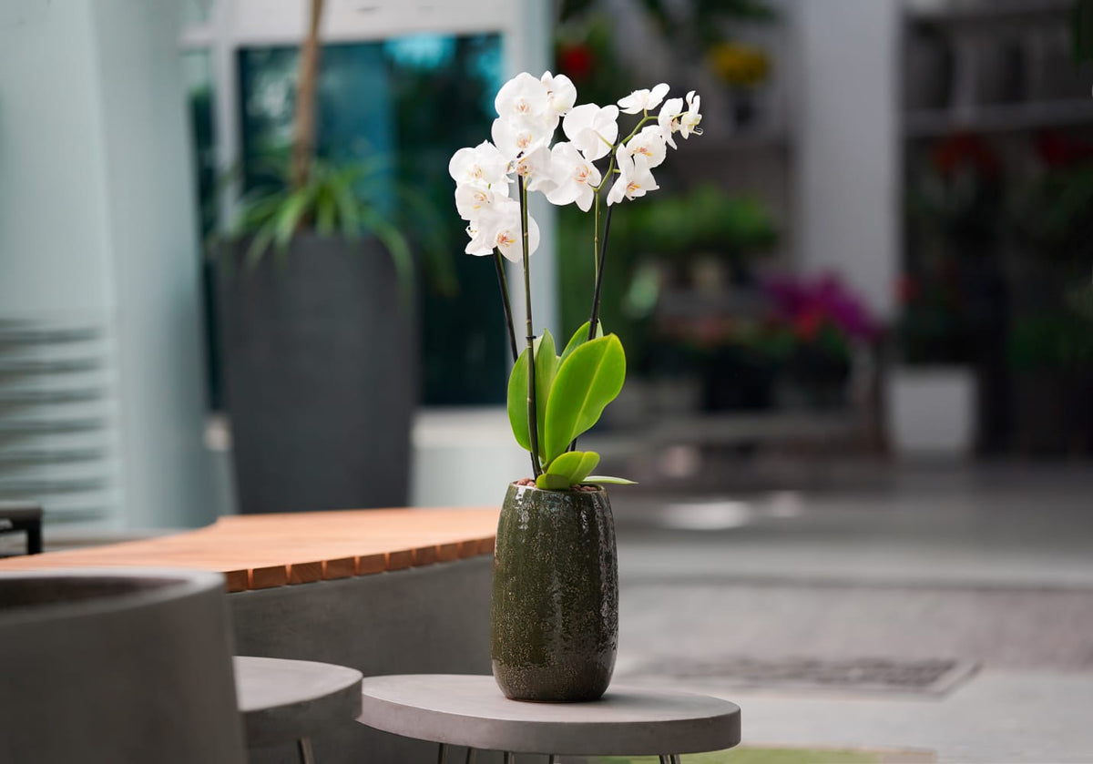 WHITE ORCHID IN TALL MISCHA FOREST GREEN CERAMIC POT - أوركيد أبيض في حوض سيراميك طويل بلون الأخضر