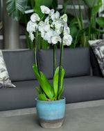 WHITE ORCHID IN ROUND OCEAN BLUE CERAMIC POT - أوركيد أبيض في حوض سيراميك دائري بلون الأزرق