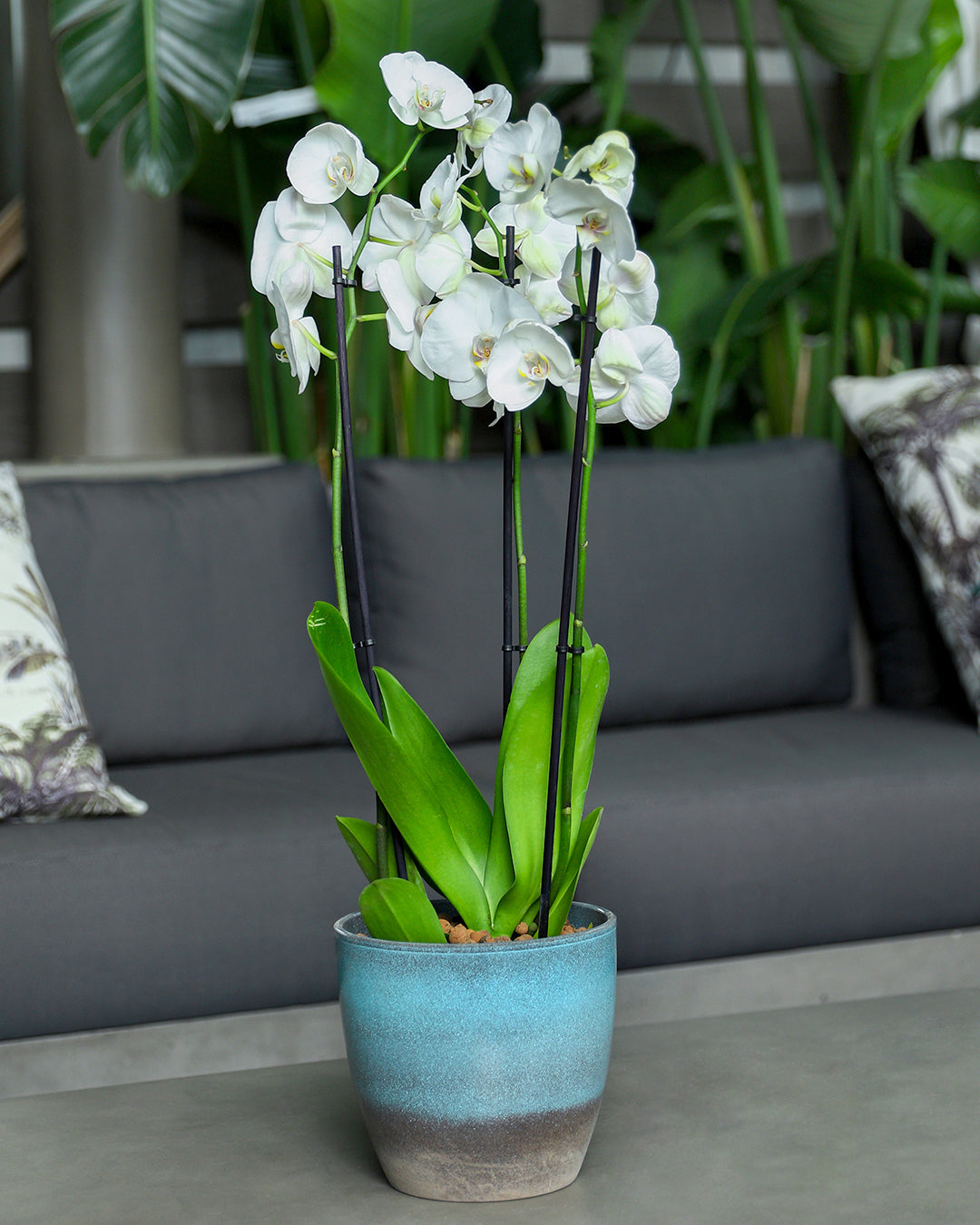 WHITE ORCHID IN ROUND OCEAN BLUE CERAMIC POT - أوركيد أبيض في حوض سيراميك دائري بلون الأزرق