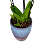 WHITE ORCHID IN ROUND OCEAN BLUE CERAMIC POT - أوركيد أبيض في حوض سيراميك دائري بلون الأزرق