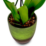 WHITE ORCHID IN ROUND JUNGLE GREEN CERAMIC POT - أوركيد أبيض في حوض سيراميك دائري بلون الأخضر