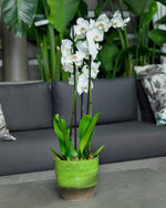 WHITE ORCHID IN ROUND JUNGLE GREEN CERAMIC POT - أوركيد أبيض في حوض سيراميك دائري بلون الأخضر
