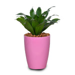 DRACAENA COMPACTA IN ROUND PINK PLASTIC POT دراسينا كومباكتا في حوض بلاستيك