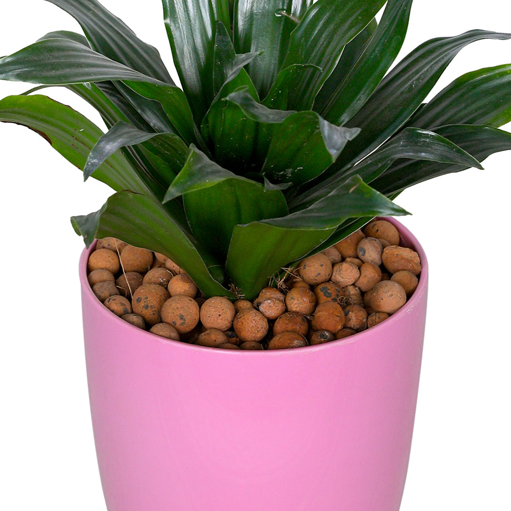 DRACAENA COMPACTA IN ROUND PINK PLASTIC POT دراسينا كومباكتا في حوض بلاستيك