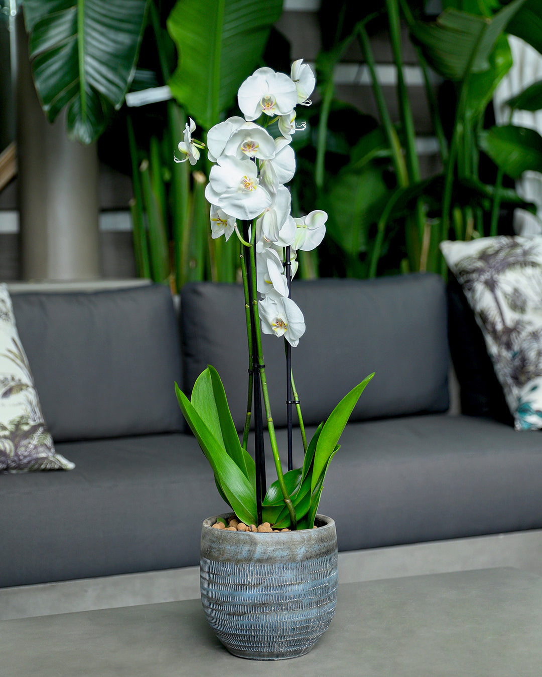WHITE ORCHID IN ROUND DAHN BLUE-BROWN CERAMIC POT - أوركيد أبيض في حوض سيراميك دائري