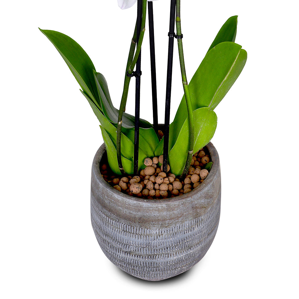 WHITE ORCHID IN ROUND DAHN BLUE-BROWN CERAMIC POT - أوركيد أبيض في حوض سيراميك دائري