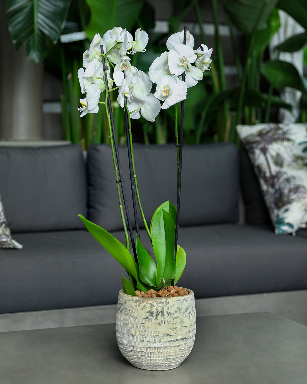 WHITE ORCHID IN ROUND DAHN WHITE CERAMIC POT - أوركيد في حوض سيراميك دائري أبيض