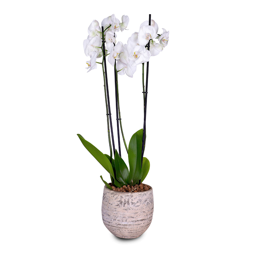 WHITE ORCHID IN ROUND DAHN WHITE CERAMIC POT - أوركيد في حوض سيراميك دائري أبيض
