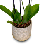 WHITE ORCHID IN ROUND LUBECK GOLD CERAMIC POT - أوركيد أبيض في حوض سيراميك دائري بلون الذهبي