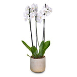 WHITE ORCHID IN ROUND LUBECK GOLD CERAMIC POT - أوركيد أبيض في حوض سيراميك دائري بلون الذهبي