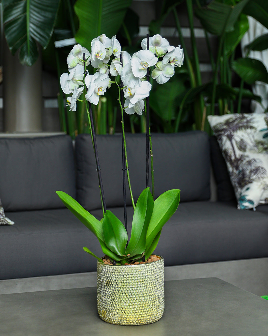 WHITE ORCHID IN ROUND LUBECK GOLD CERAMIC POT - أوركيد أبيض في حوض سيراميك دائري بلون الذهبي