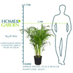 CHRYSALIDOCARPUS LUTESCENS (ARECA PALM) أريكا