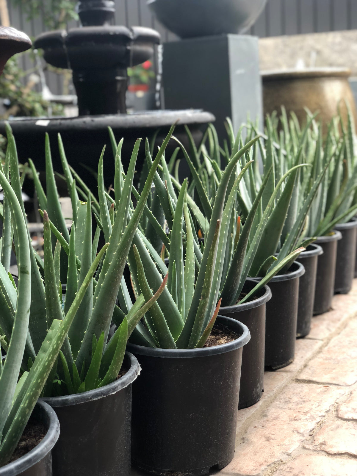ALOEVERA الوفيرا