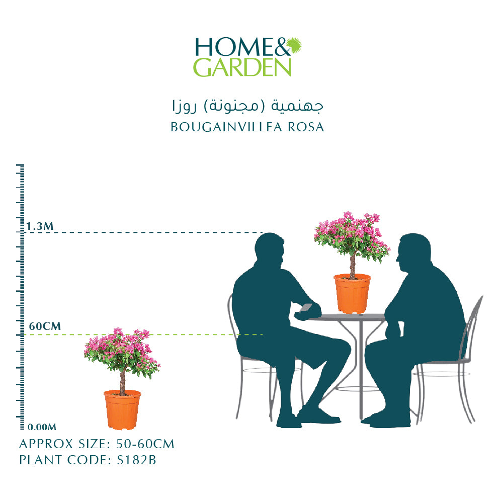 BOUGAINVILLEA MESCOLARE - جهنمية (مجنونة) ميسكولاري