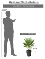 CHAMAEROPS HUMILIS 110 V.22 شاميروبس متعدد الجذوع