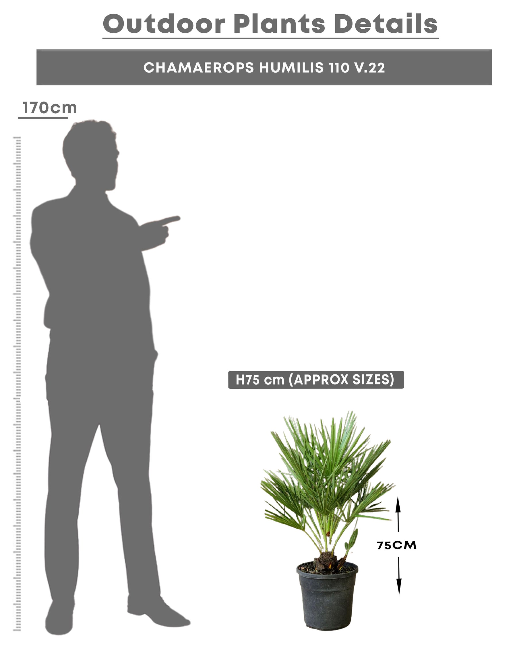CHAMAEROPS HUMILIS 110 V.22 شاميروبس متعدد الجذوع