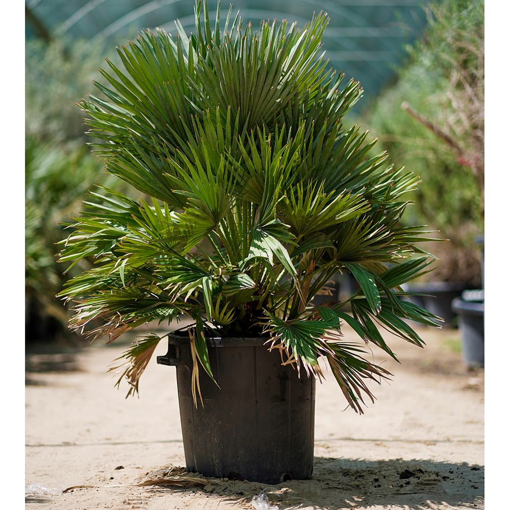 CHAMAEROPS HUMILIS - COMPACTA نخيل شاميروبس مكبس