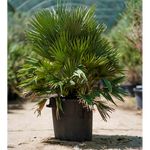 CHAMAEROPS HUMILIS - COMPACTA نخيل شاميروبس مكبس