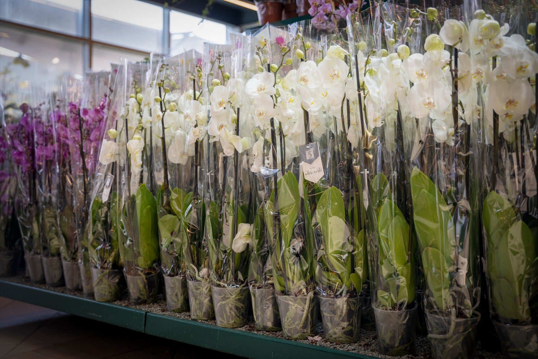 SINGLE ORCHID (FOR GIFTS, FOR HOME, FOR OFFICE TABLES...)- أوركيد