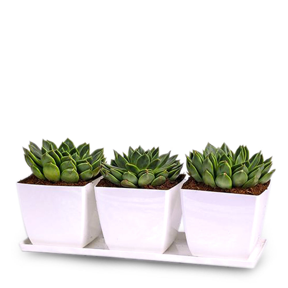SANTIAGO TRIO PLASTIC POT 35CM WHITE حوض ثلاثي بلاستيك