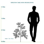 FICUS CARICA (FIG) نبات التين
