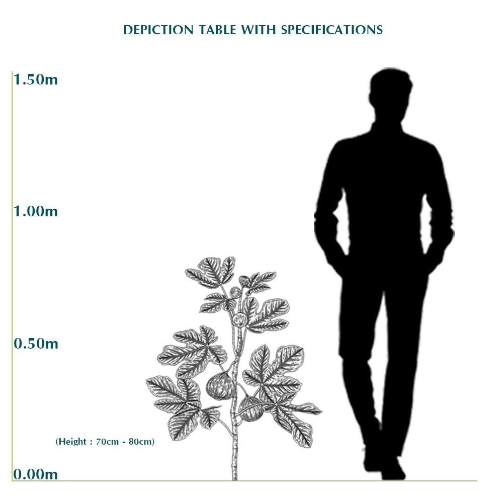 FICUS CARICA (FIG) نبات التين
